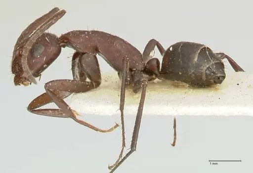 Camponotus leydigi specimen FOCOL2352 image focol2352_3