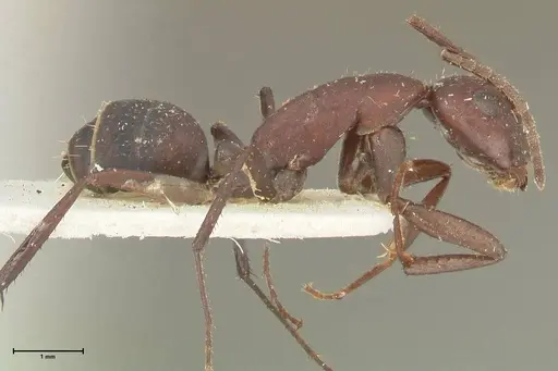 Camponotus leydigi specimen FOCOL2352 image focol2352_4