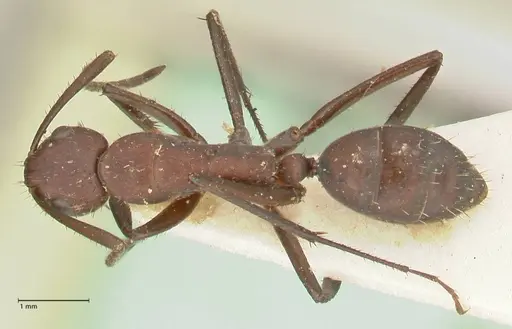 Camponotus leydigi specimen FOCOL2353 image focol2353_1