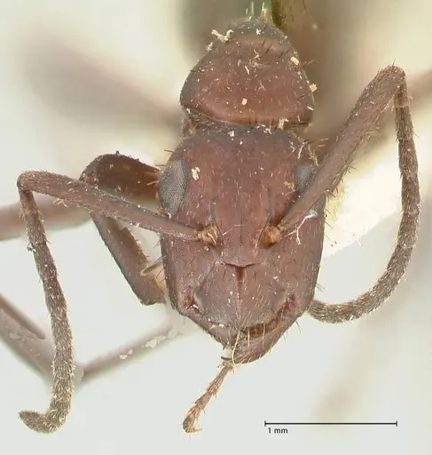 Camponotus leydigi specimen FOCOL2353 image focol2353_2