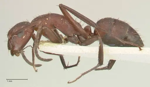 Camponotus leydigi specimen FOCOL2353 image focol2353_3
