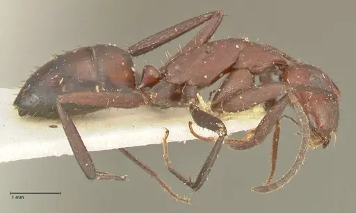 Camponotus leydigi specimen FOCOL2353 image focol2353_4