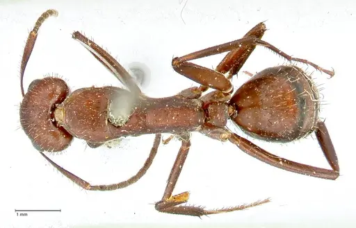 Camponotus leydigi specimen FOCOL2484 image focol2484_1