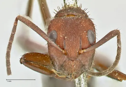 Camponotus leydigi specimen FOCOL2484 image focol2484_2
