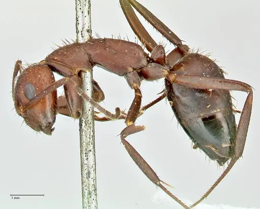 Camponotus leydigi specimen FOCOL2484 image focol2484_3