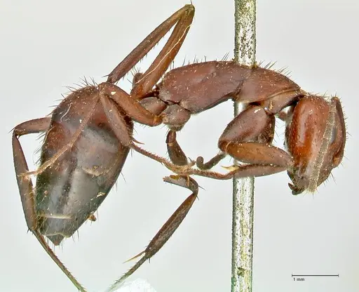 Camponotus leydigi specimen FOCOL2484 image focol2484_4