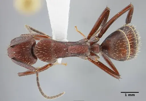 Camponotus leydigi specimen UFV-LABECOL-000078 image ufv-labecol-000078_1