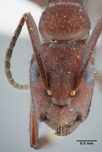 Camponotus leydigi specimen UFV-LABECOL-000078 image ufv-labecol-000078_2