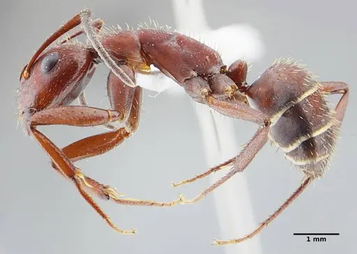 Camponotus leydigi specimen UFV-LABECOL-000078 image ufv-labecol-000078_3