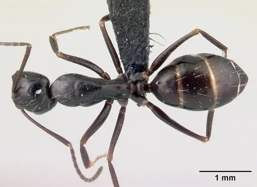 Camponotus liandia specimen CASENT0050146 image casent0050146_1