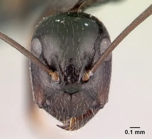 Camponotus liandia specimen CASENT0050146 image casent0050146_2