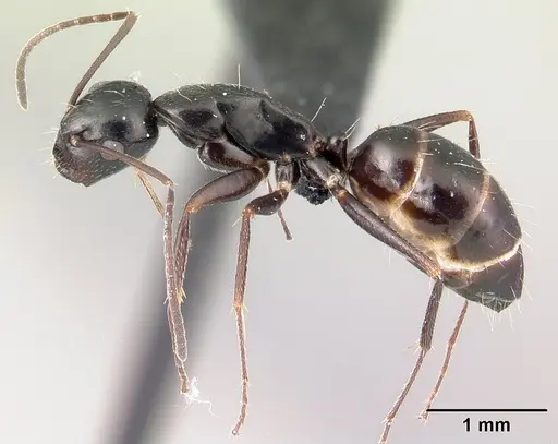 Camponotus liandia specimen CASENT0050146 image casent0050146_3