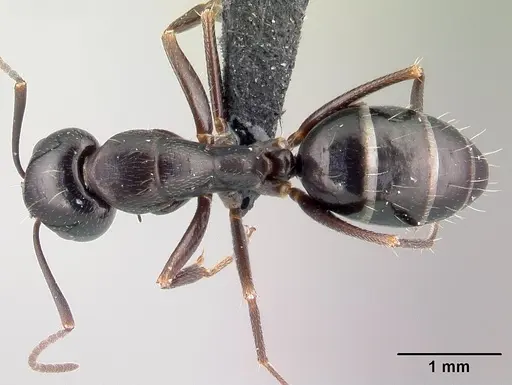 Camponotus liandia specimen CASENT0050147 image casent0050147_1
