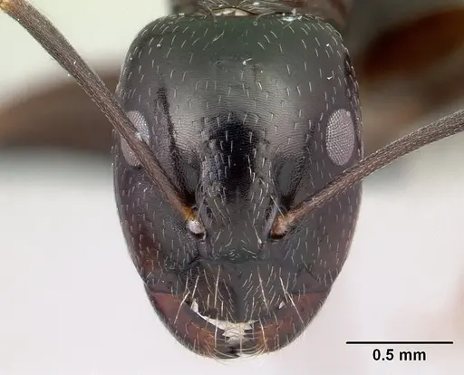 Camponotus liandia specimen CASENT0050147 image casent0050147_2