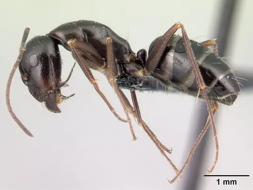 Camponotus liandia specimen CASENT0050147 image casent0050147_3