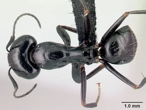Camponotus liandia specimen CASENT0053952 image casent0053952_1