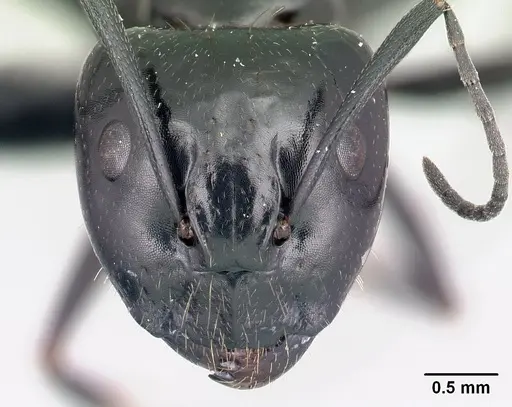 Camponotus liandia specimen CASENT0053952 image casent0053952_2