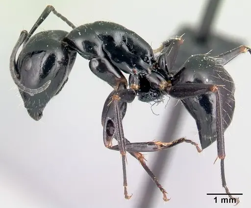 Camponotus liandia specimen CASENT0053952 image casent0053952_3