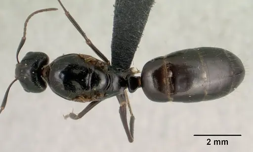 Camponotus liandia specimen CASENT0135747 image casent0135747_1
