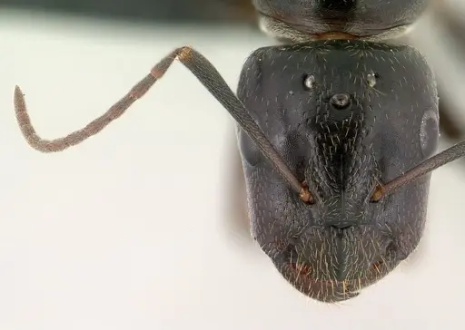 Camponotus liandia specimen CASENT0135747 image casent0135747_2