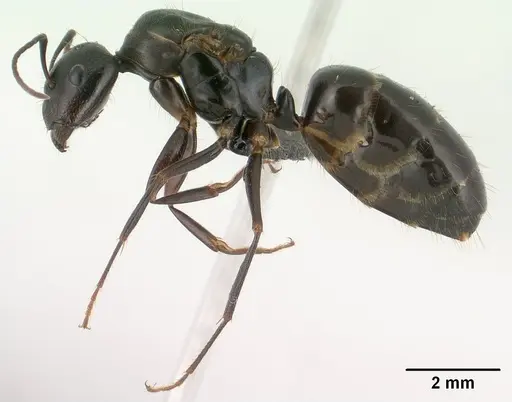 Camponotus liandia specimen CASENT0135747 image casent0135747_3