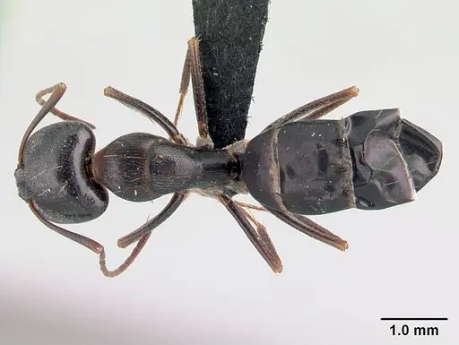 Camponotus liandia specimen CASENT0179440 image casent0179440_1