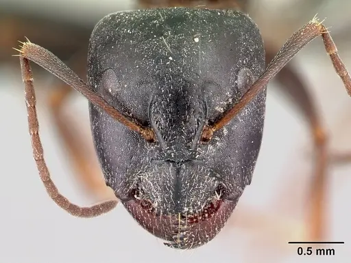Camponotus liandia specimen CASENT0179440 image casent0179440_2