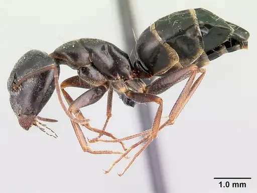 Camponotus liandia specimen CASENT0179440 image casent0179440_3
