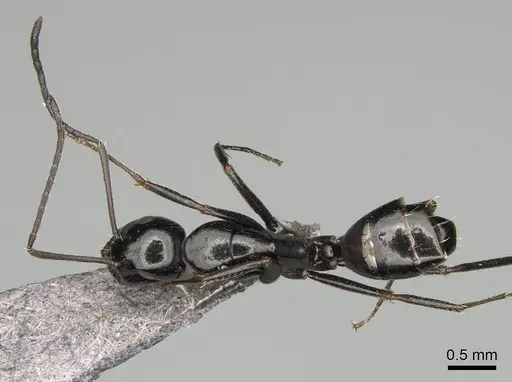 Camponotus liandia specimen CASENT0302427 image casent0302427_1