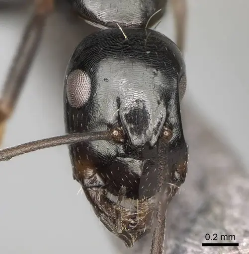 Camponotus liandia specimen CASENT0302427 image casent0302427_2