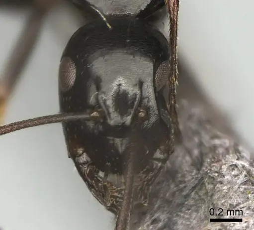 Camponotus liandia specimen CASENT0302427 image casent0302427_3