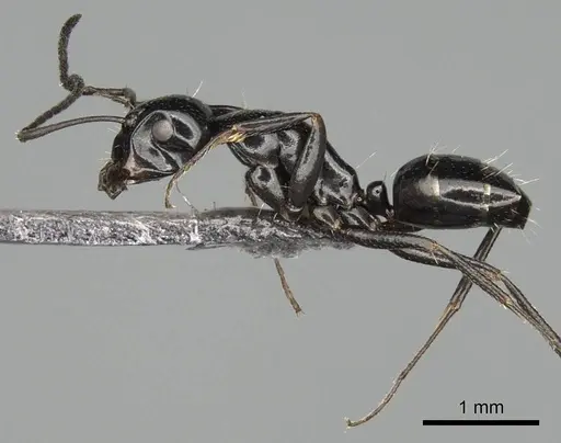 Camponotus liandia specimen CASENT0302427 image casent0302427_4