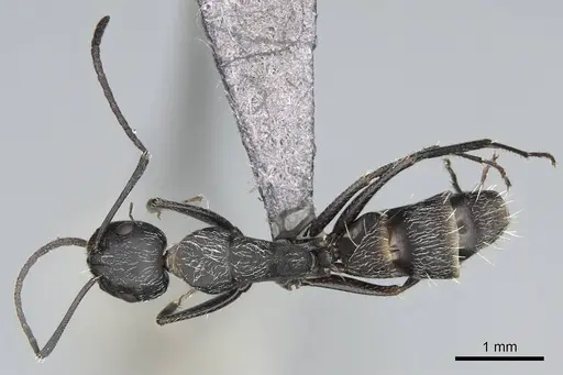 Camponotus liandia specimen CASENT0305951 image casent0305951_1
