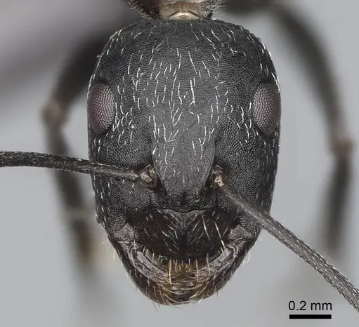 Camponotus liandia specimen CASENT0305951 image casent0305951_2