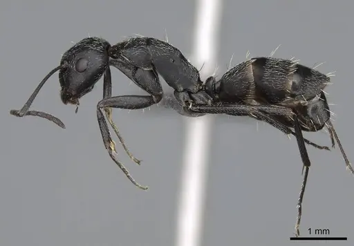 Camponotus liandia specimen CASENT0305951 image casent0305951_3