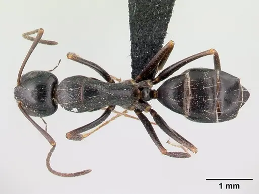 Camponotus liandia specimen CASENT0491145 image casent0491145_1