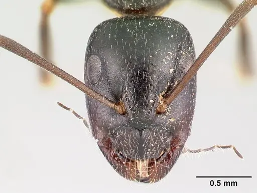 Camponotus liandia specimen CASENT0491145 image casent0491145_2