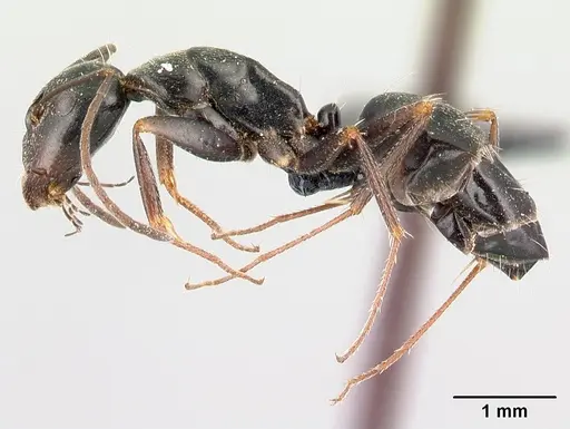 Camponotus liandia specimen CASENT0491145 image casent0491145_3