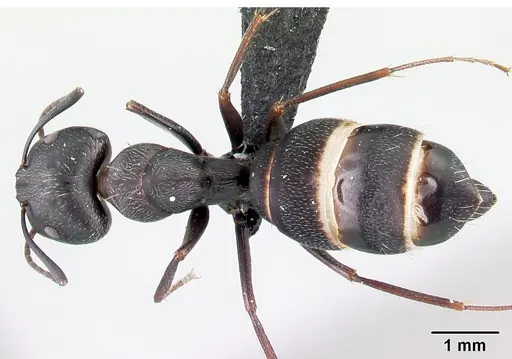 Camponotus liandia specimen CASENT0493932 image casent0493932_1