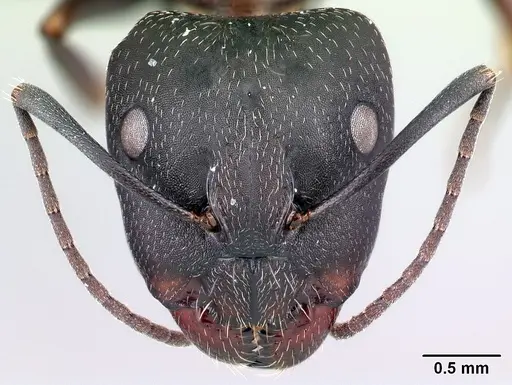Camponotus liandia specimen CASENT0493932 image casent0493932_2