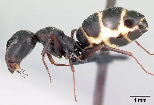 Camponotus liandia specimen CASENT0493932 image casent0493932_3