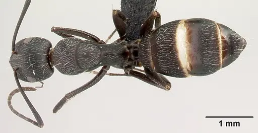Camponotus liandia specimen CASENT0493935 image casent0493935_1