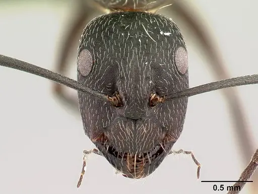 Camponotus liandia specimen CASENT0493935 image casent0493935_2