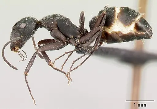 Camponotus liandia specimen CASENT0493935 image casent0493935_3