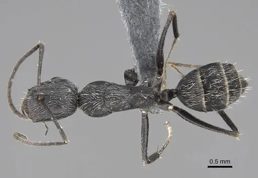 Camponotus liandia specimen CASENT0803903 image casent0803903_1