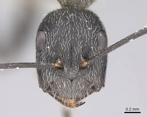 Camponotus liandia specimen CASENT0803903 image casent0803903_2