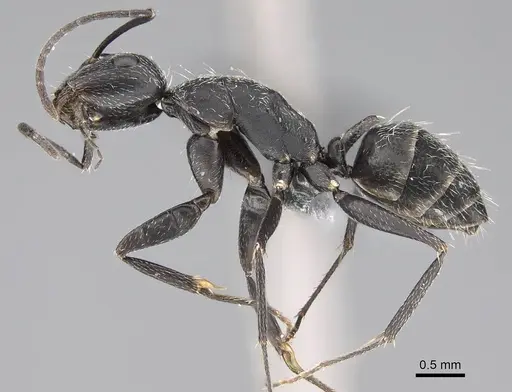 Camponotus liandia specimen CASENT0803903 image casent0803903_3