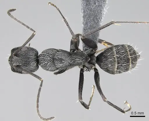 Camponotus liandia specimen CASENT0803904 image casent0803904_1