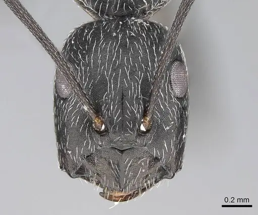 Camponotus liandia specimen CASENT0803904 image casent0803904_2