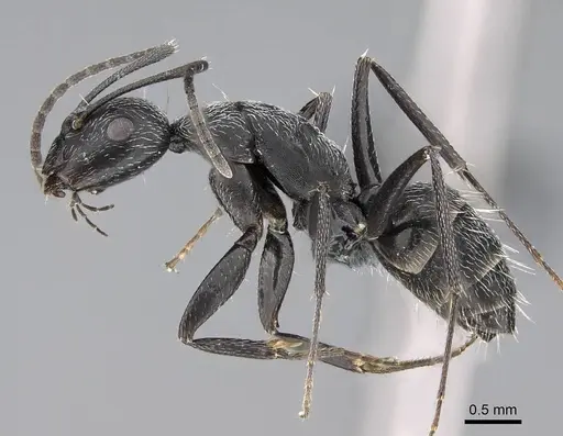Camponotus liandia specimen CASENT0803904 image casent0803904_3